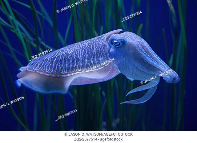 Pharaoh cuttlefish (Speia pharaonis), Monterey Bay Aquarium, Monterey, California, United States of America