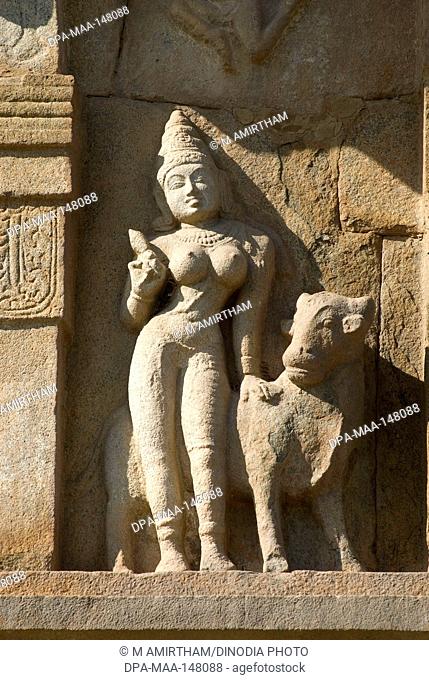 11th century statue of Parvati with rishaba in Brihadishvara temple ; Gangaikonda Cholapuram ; capital of the Cholas ; temple of Shiva ; Tamil Nadu ; India