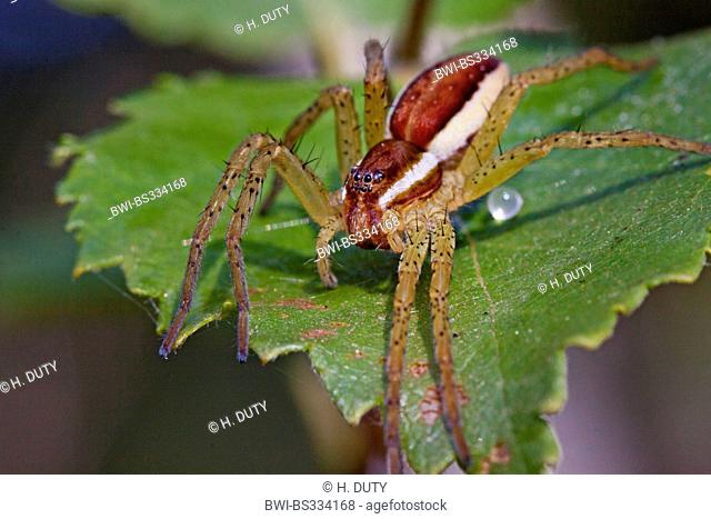 fimbriate fishing spider (Dolomedes fimbriatus), lurking for prey, Germany, Mecklenburg-Western Pomerania