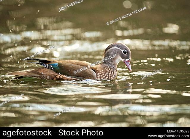Mandarin duck (Aix galericulata) swimming in a lake, duck, female, wildlife, Bavaria, Deutschlnad, Europe