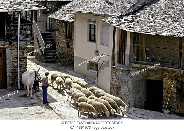 Farmer with sheep at Valle de Finolledo in the Sierra de Ancares, north of Villafranca del Bierzo, Leon province, Northern Spain