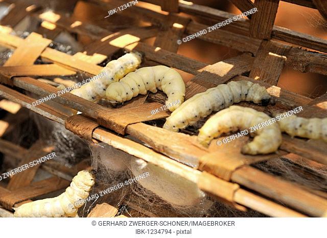 Silkworms (Bombyx mori), sericulture, silk farming, Dalat capital, Central Highlands, Vietnam, Asia