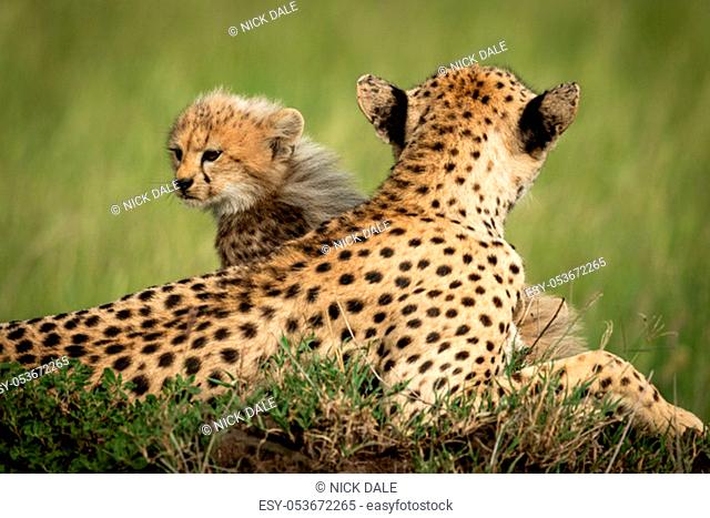 Cheetah cub sits on mound with mother
