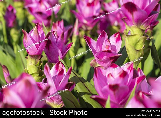 Blooming Curcuma plant with beautiful pink pinecone-like flowers