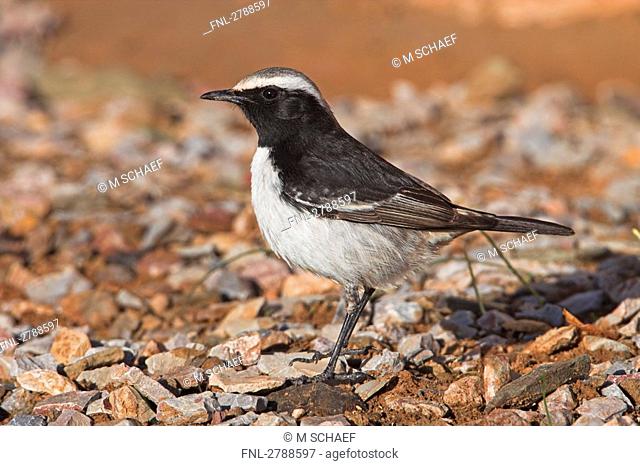 Close-up of Red-rumped Wheatear Oenanthe moesta bird on pebbles