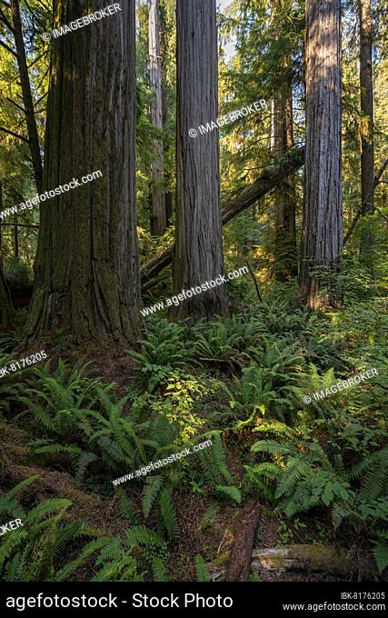 Coast redwoods (Sequoia sempervirens), forest with ferns and dense vegetation, Jedediah Smith Redwoods State Park, Simpson-Reed Trail, California, USA