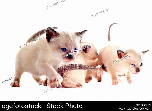 beautiful purebred siamese kitten in front of white background