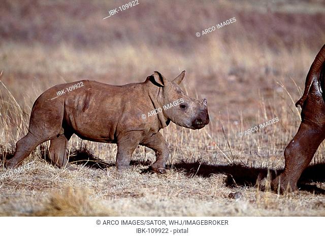 Wide-mouthed Rhinoceros, calf, Gauteng Province, South Africa / (Ceratotherium simum)