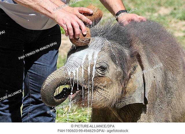 03 June 2019, Saxony, Leipzig: The Lord Mayor of Leipzig and the Zoo Director baptize the little elephant bull at Leipzig Zoo with coconut milk under the name...