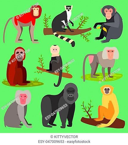 Vector monkeys apes breed rare animal set of cartoon macaque nature primate monkey chimpanzee and orangutan primate monkeys apes characters