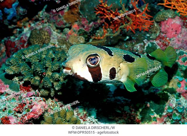 Black-blotched Porcupinefish, Diodon liturosus, North Ari Atoll, Maldives