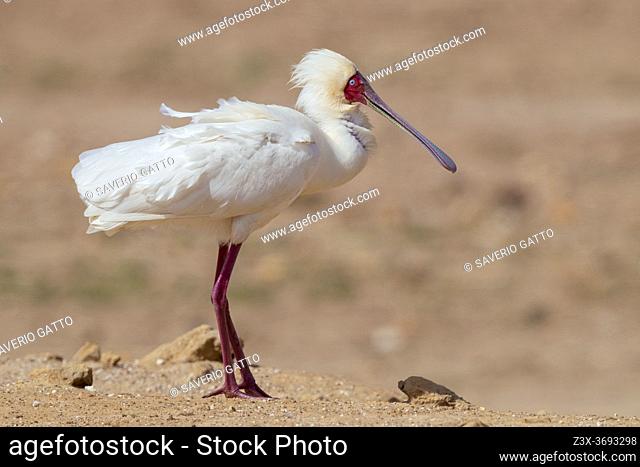 African Spoonbill (Platalea alba), side view of an adult standing on the ground, Western Cape, South Africa