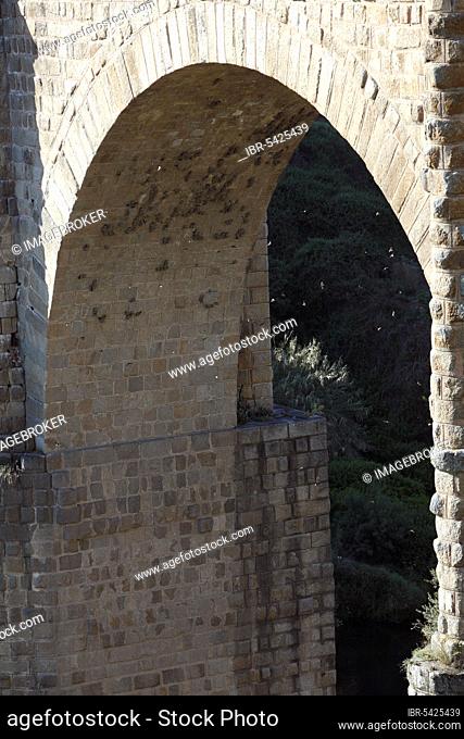 Crag Martin, nesting colony under arch of bridge, Extremandura, Spain (Hirundo rupestris)