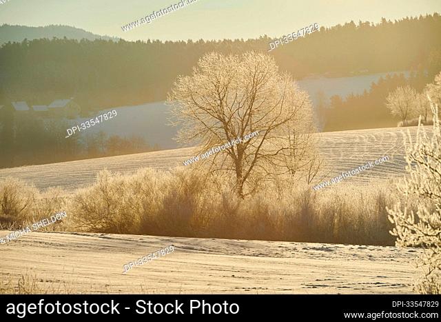 Frozen Linden (Tilia) tree and snowy landscape at sunrise; Bavaria, Germany