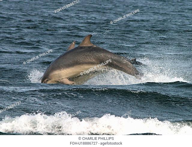 Two Bottlenose dolphins Tursiops truncatus truncatus leaping together close to the shore. Moray Firth, Scotland
