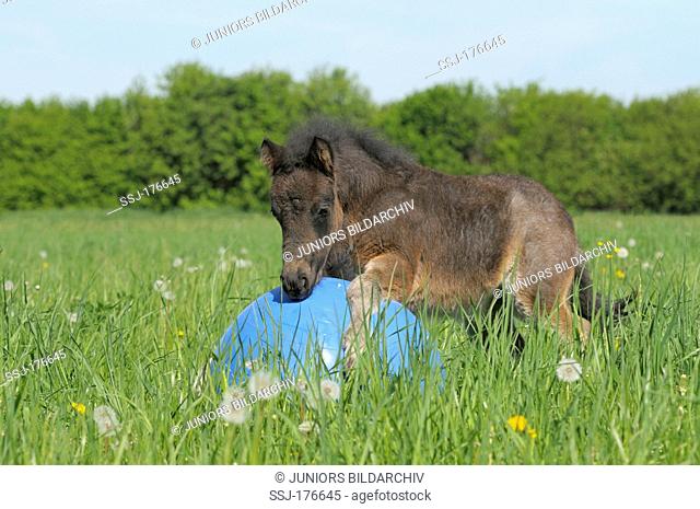 Shetland Pony. Male foal playing with a ball in a meadow