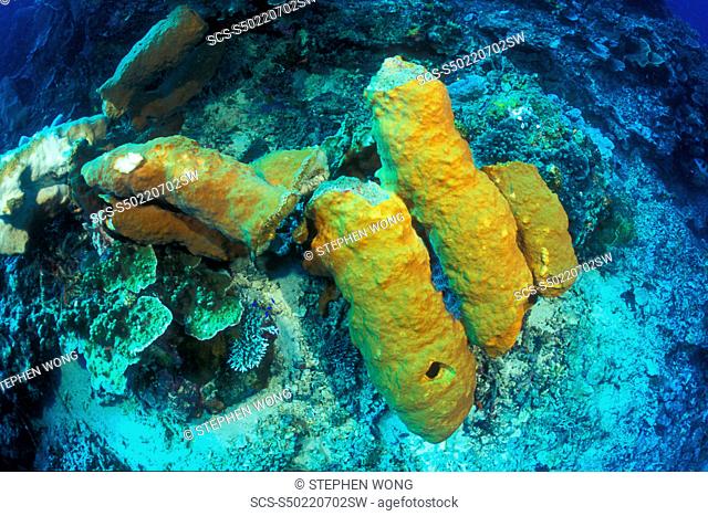 Anchor damaged Sponges Petrosia sp Gorontalo, Sulawesi, Indonesia