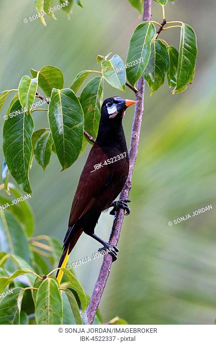 Montezuma oropendola (Gymnostinops montezuma) sitting on branch in tree, province of Alajuela, Costa Rica