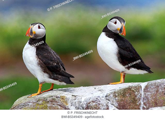 Atlantic puffin, Common puffin (Fratercula arctica), two adult birds sitting together on a rock, United Kingdom, England, Farne Islands, Staple Island