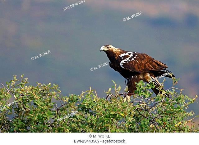 Spanish imperial eagle, Iberian imperial eagle, Adalbert's eagle (Aquila adalberti), sits at a tree, Spain, Extremadura