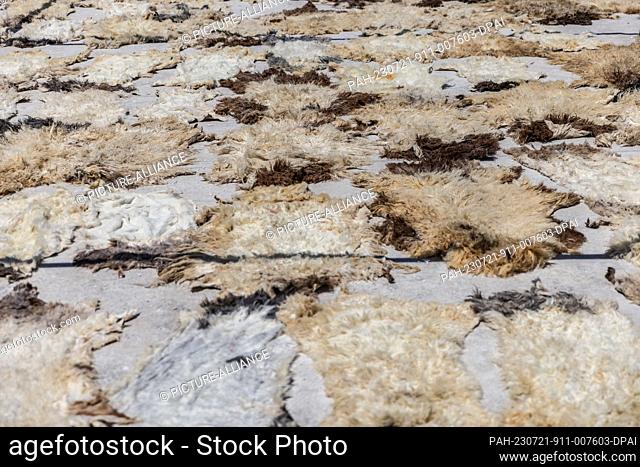 20 July 2023, Syria, Azmarin: Cattle hides are laid to dry at a workshop for tanning and natural leather production in the Syrian village of Azmarin