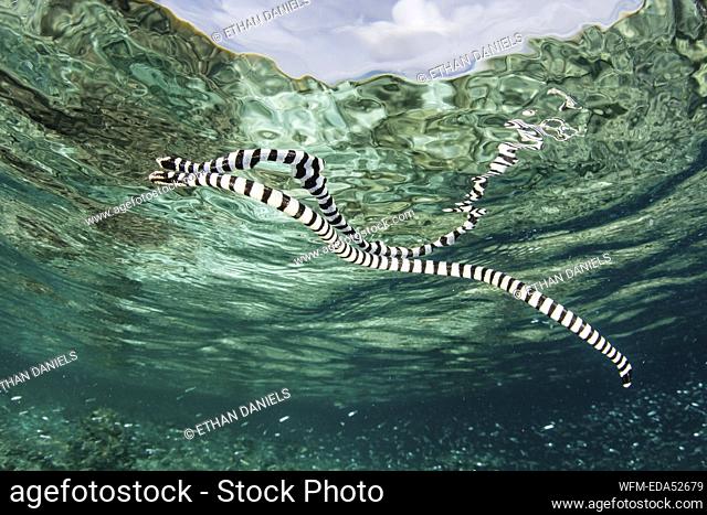 Banded Sea Krait, Laticauda colubrina, Raja Ampat, West Papua, Indonesia