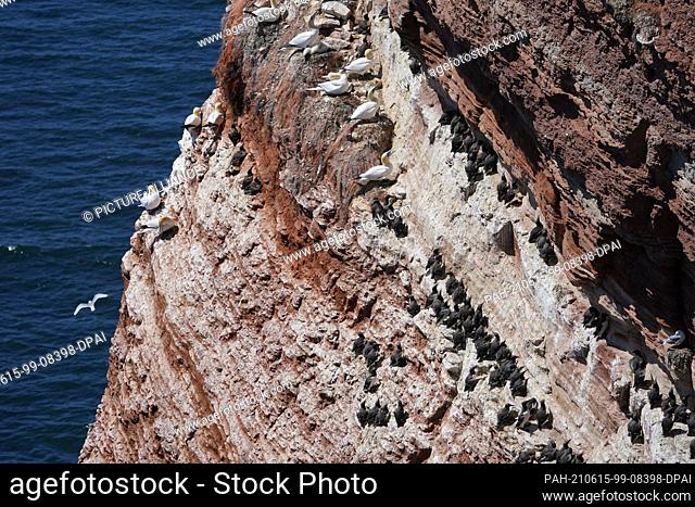 15 June 2021, Schleswig-Holstein, Helgoland: Guillemots (bottom M) sit on the rocky outcrops at Lummenfelsen. Every year in mid-June
