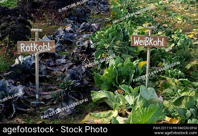 13 November 2023, Berlin: 13.11.2023, Berlin. Two signs made from digging forks stand on the site of an organic farming project