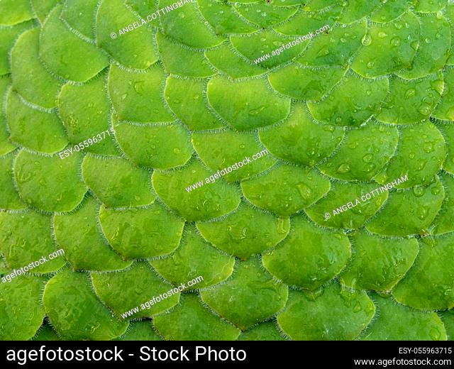 Closeup of the pattern formed by the overlapping green leaves of the succulent plant Aeonium tabuliforme with water droplets