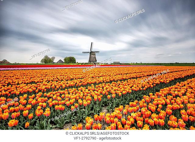 Spring clouds on fields of multicolored tulips and windmill Berkmeer Koggenland North Holland Netherlands Europe