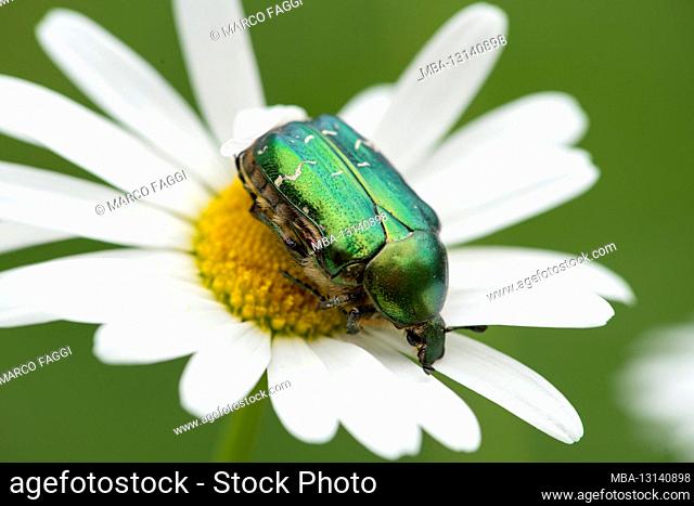 Shiny gold rose beetle on daisy