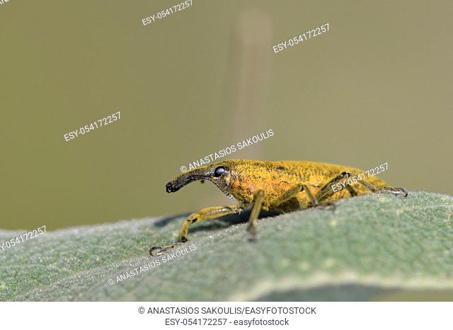 Lixus pulverulentus (synonym Lixus angustatus ) is a species of weevil found in Europe