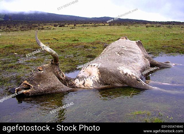 Dead Cow, Guadarrama National Park, Segovia, Castile and León, Spain, Europe