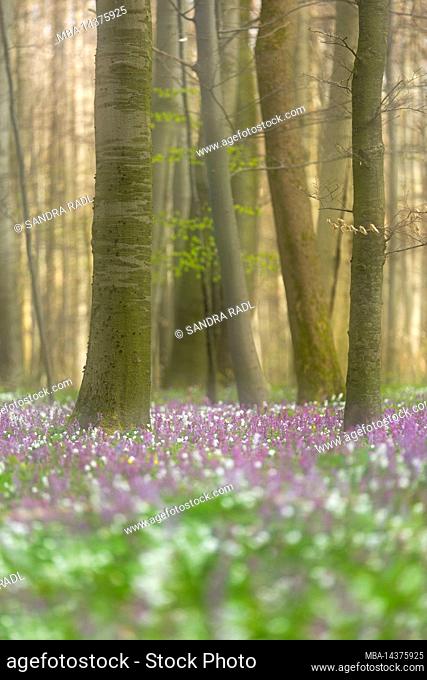 a carpet of flowers of hollow larkspur covers the forest floor in spring in Hainich National Park, Germany, Thuringia, double exposure