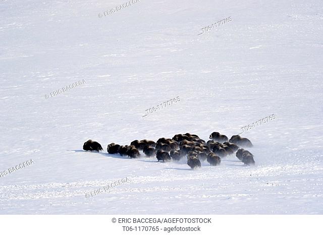 Herd of Muskox Ovibos moschatus Banks Island, North West Territories, Canada