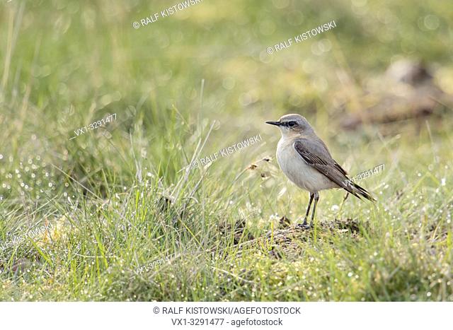 Northern Wheatear / Steinschmaetzer ( Oenanthe oenanthe ), perched on a little mound of earth, watching over its territory, in typical surrounding, Europe