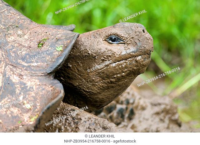 Galapagos giant tortoise Chelonoidis nigra porteri, Santa Cruz island, Galapagos