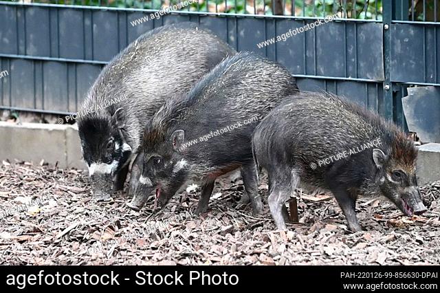 25 January 2022, Rhineland-Palatinate, Landau in der Pfalz: Three young Visayas pustel pigs look for food in their enclosure at Landau Zoo in the Palatinate...