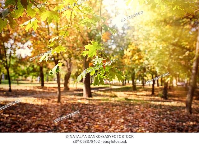 Maple branches with yellow and green leaves. autumn city park with yellowed leaves on the trees in the sun, day
