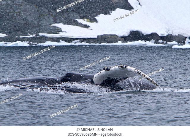 Adult humpback whale Megaptera novaeangliae surface lunge-feeding on krill near the Antarctic Peninsula, Antarctica, Southern Ocean MORE INFO Humpbacks feed...