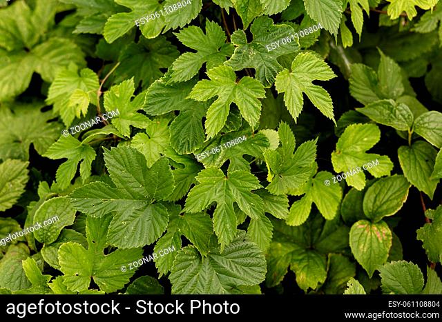 Grapes or ivy, hedge. Close up shot. Green floral background or leaf texture
