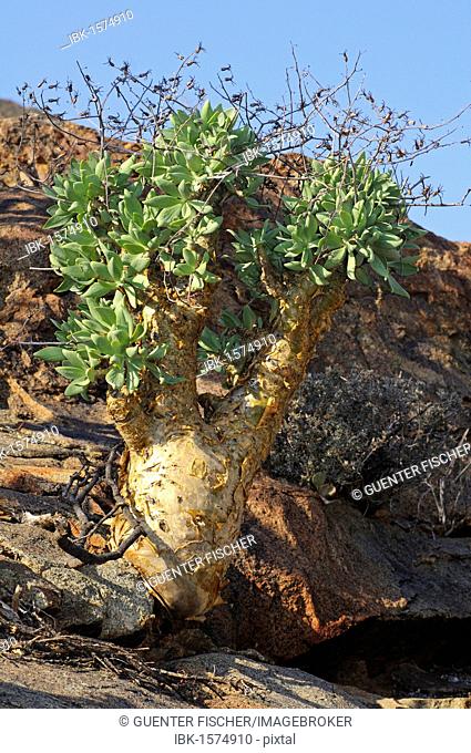 Botterboom or Butter Tree (Tylecodon paniculatus) in habitat, Richtersveld, South Africa