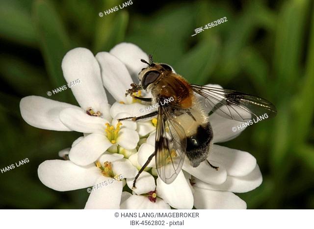 Cossus Hoverfly (Volucella inflata), female on Evergreen candytuft (Iberis sempervirens), Baden-Württemberg, Germany