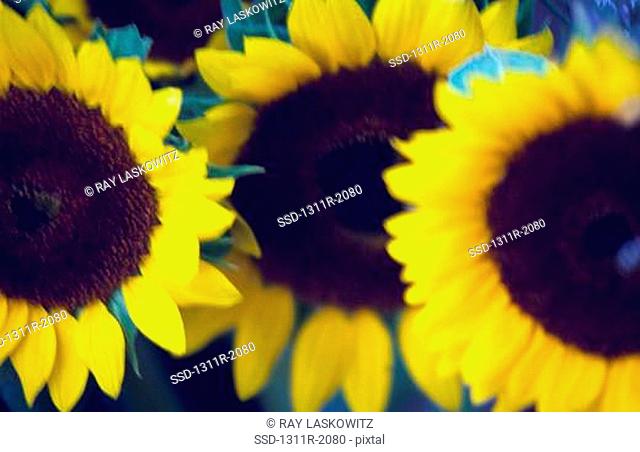 Sunflowers in full bloom