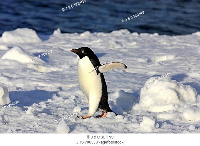 Adelie Penguin, (Pygoscelis adeliae), Antarctica, Brown Bluff, adult walking in snow
