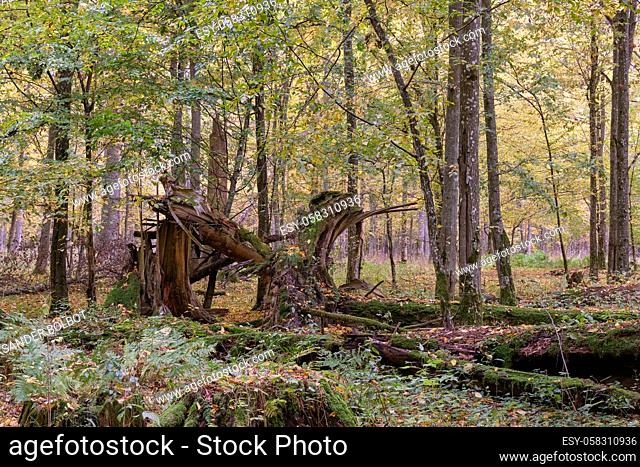 Old and huge Norwegian spruce broken in autumn, Bialowieza Forest, Poland, Europe