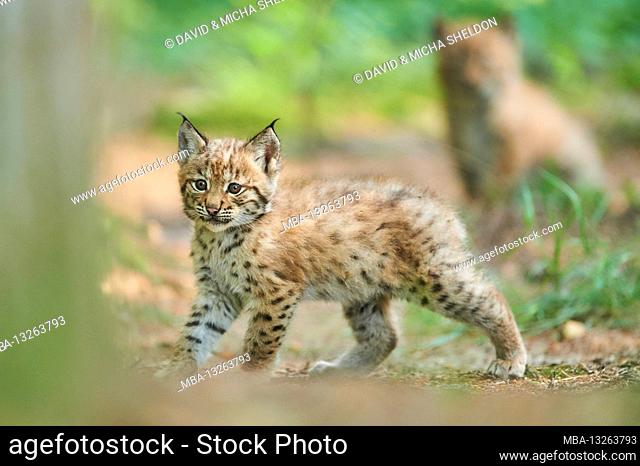 Eurasian lynx, Lynx lynx, young animal, Bavaria, Germany, Europe