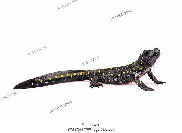 Strauchs Spotted Newt, Turkish Spotted Newt, Anatolia Newt, Yellow-spotted Newt (Neurergus strauchii), lateral view, cut out, Turkey