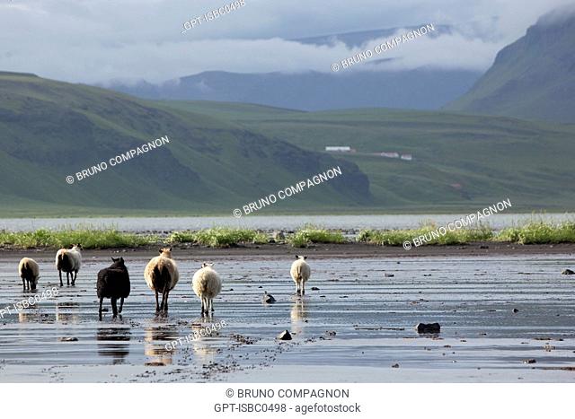 ICELANDIC SHEEP ON A BLACK SAND BEACH, NATURE RESERVE OF DYRHOLAEY, A VOLCANO-FORMED ISLAND, NOW A PENINSULA NEAR VIK ON THE SOUTHERN COAST OF ICELAND, EUROPE