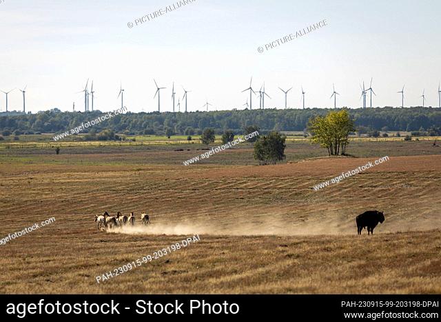 PRODUCTION - 04 September 2023, Brandenburg, Dallgow-Döberitz: A bison and Przewalski's horses are on the move on the desert in the Döberitzer Heide